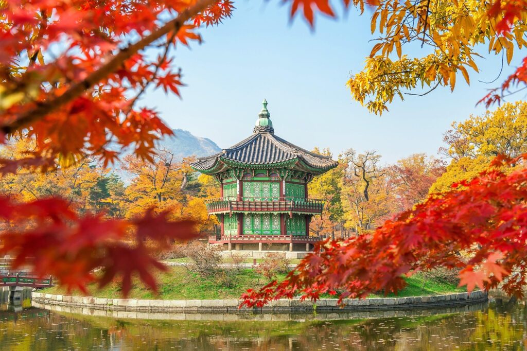 korea, tree, gyeongbokgung, seoul, southkorea, maple leaves, nature, leaf, soil, sand